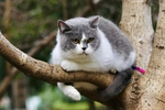 小猫宠物猫咪背景