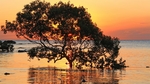 大树河流夕阳风景河水