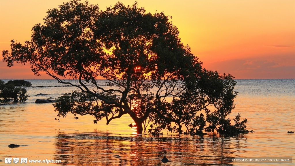 大树河流夕阳风景河水