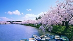 河岸桃花天空云彩风景