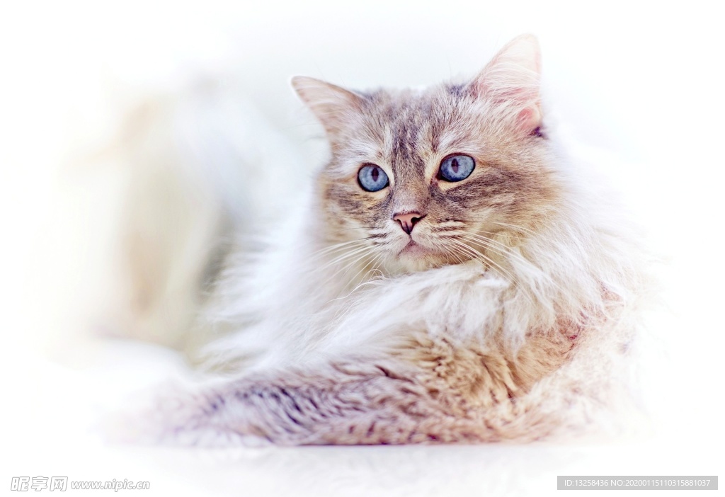 小猫宠物猫咪背景