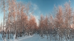 森林雪地冬天天空风景