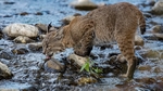 山猫猞猁野生动物背景
