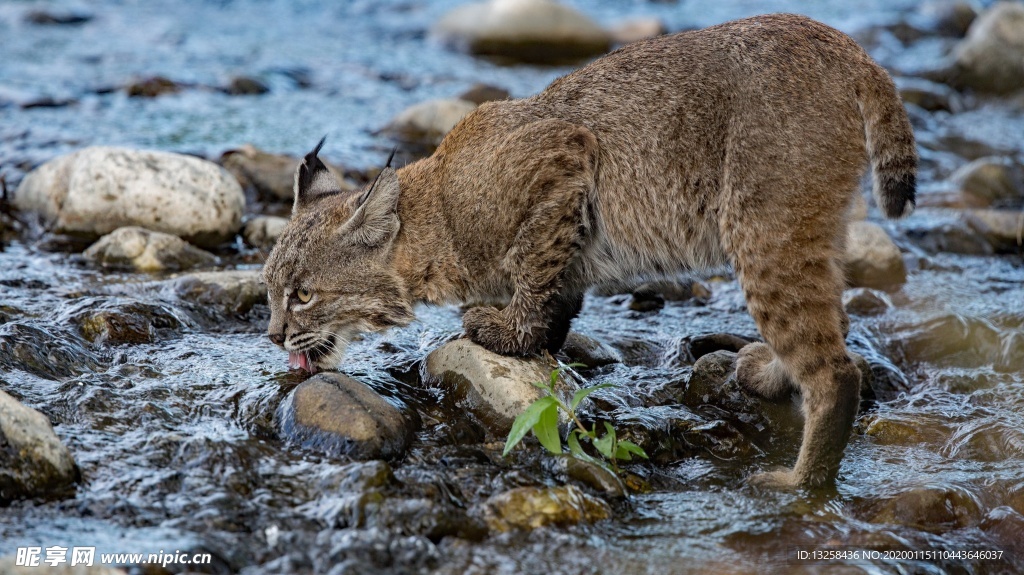 山猫猞猁野生动物背景