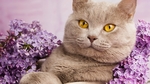 小猫宠物猫咪背景