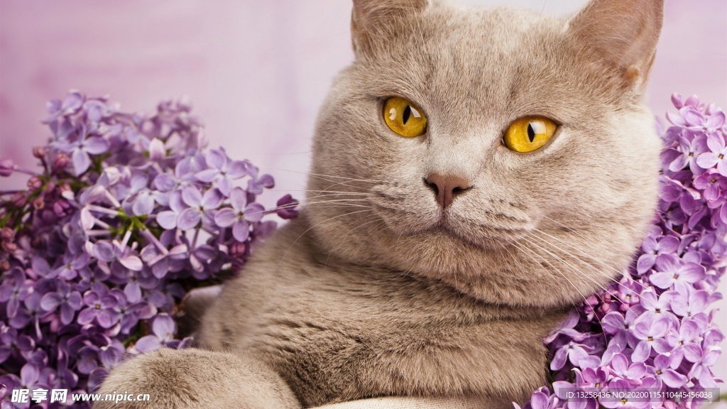 小猫宠物猫咪背景