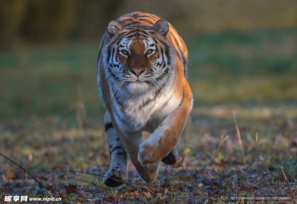 老虎野生动物草地背景