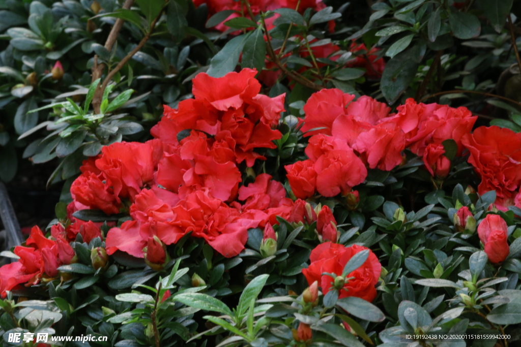 杜鹃花