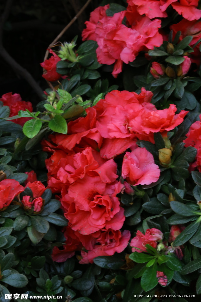 杜鹃花
