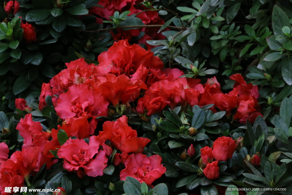 杜鹃花