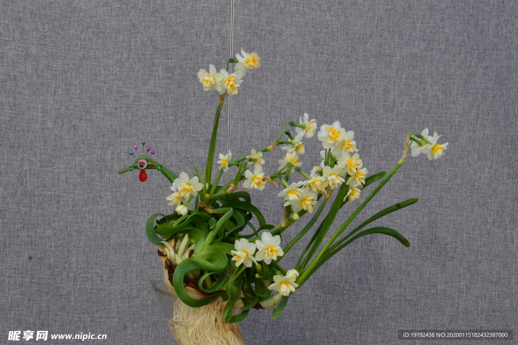 水仙花