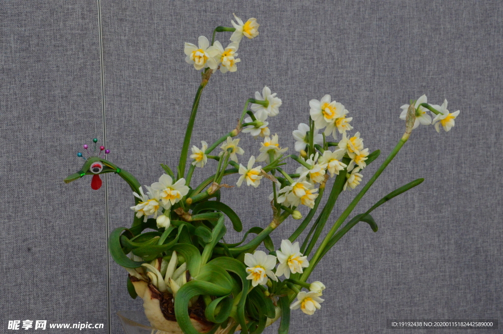 水仙花