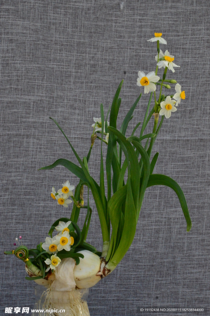 水仙花