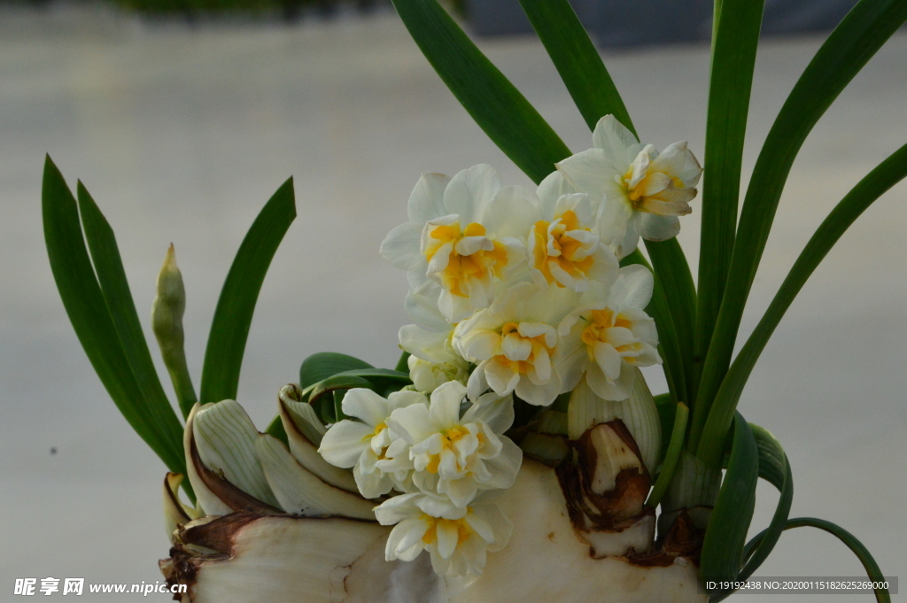 水仙花