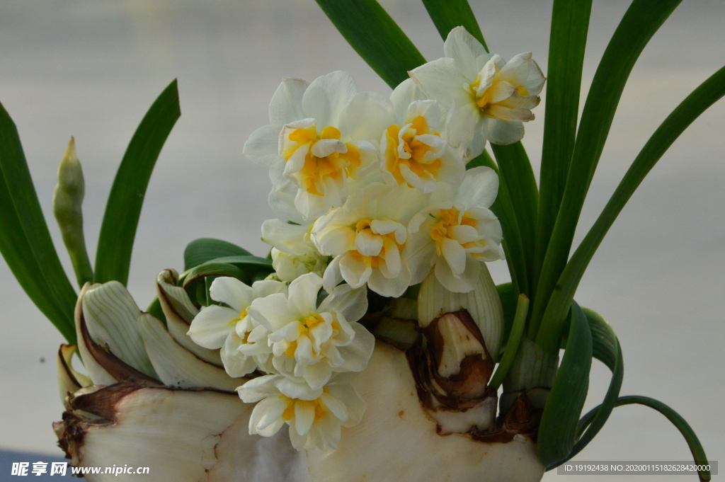 水仙花