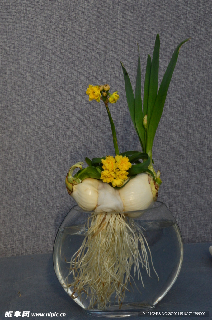 水仙花