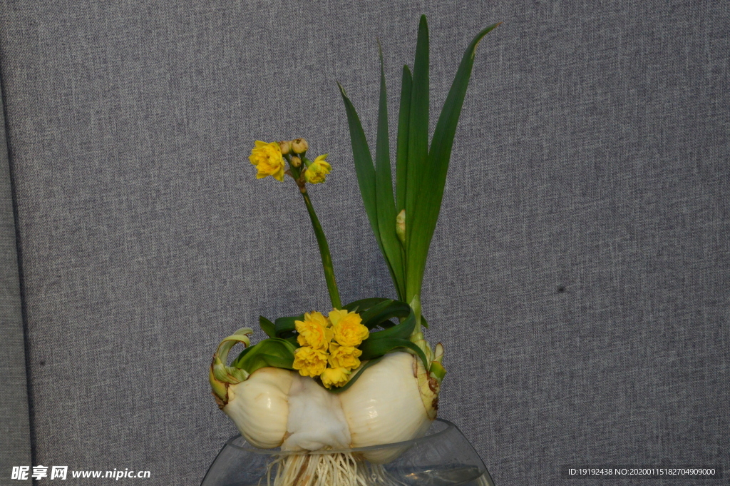 水仙花