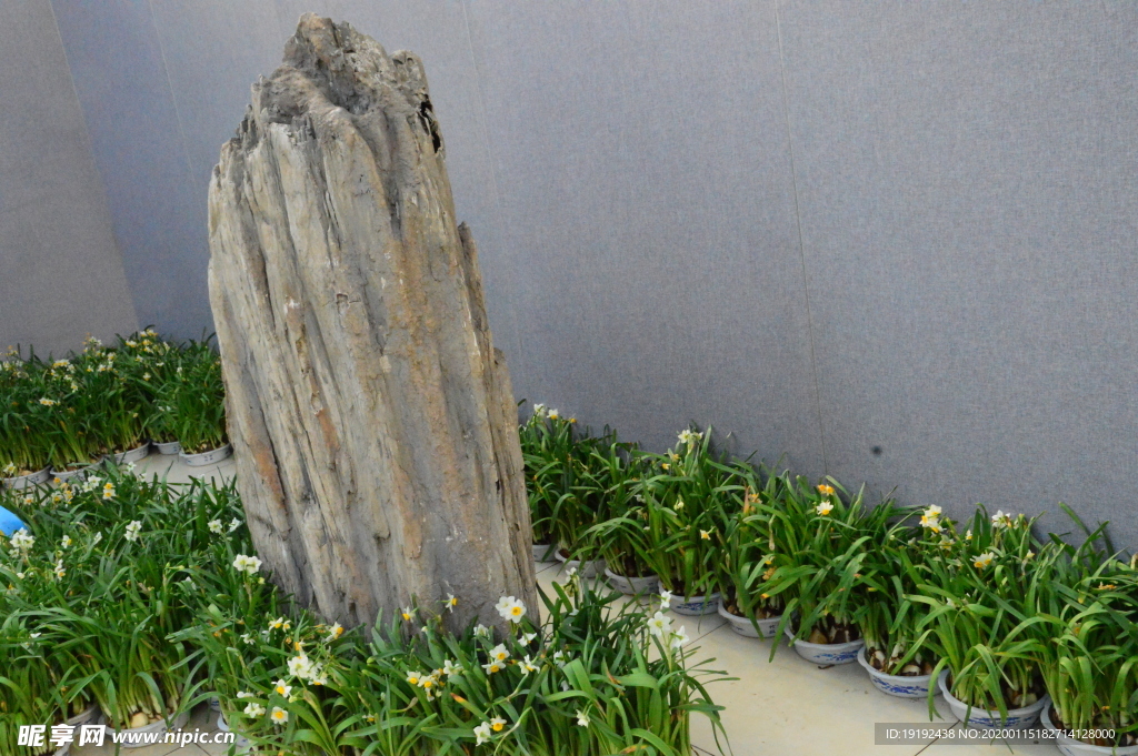 水仙花