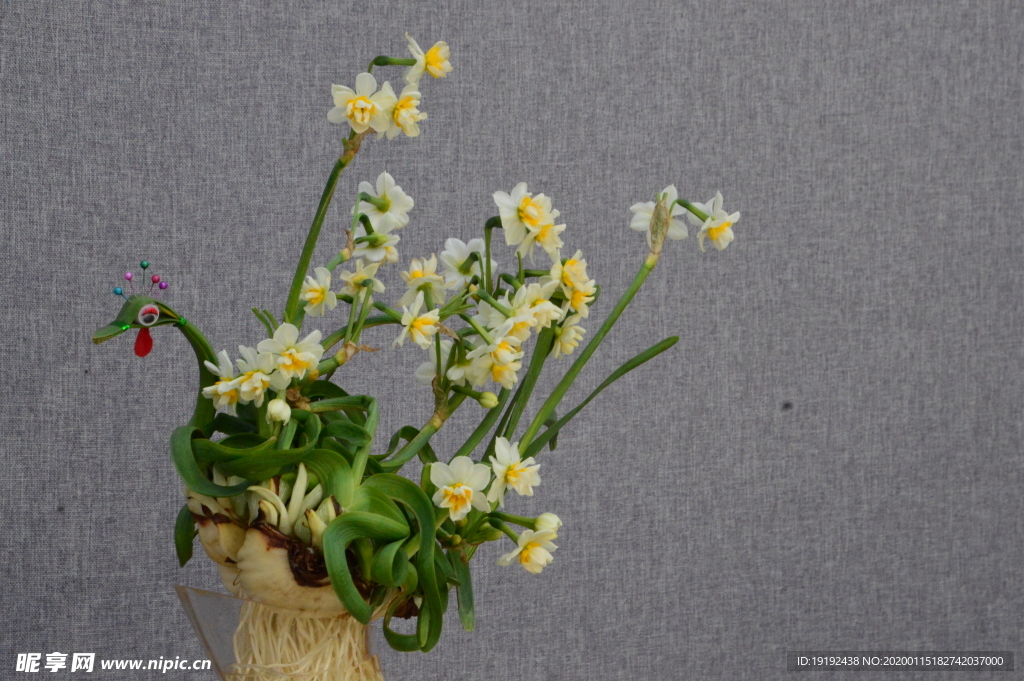 水仙花