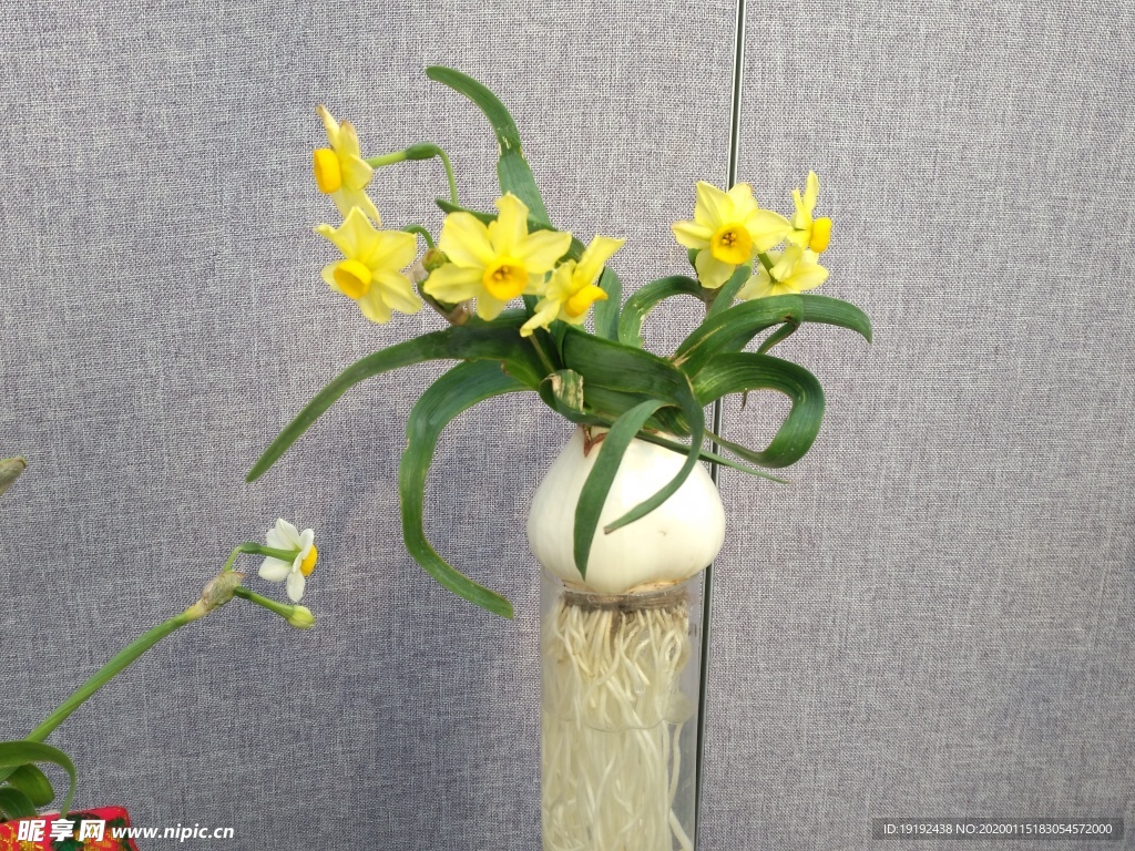 水仙花