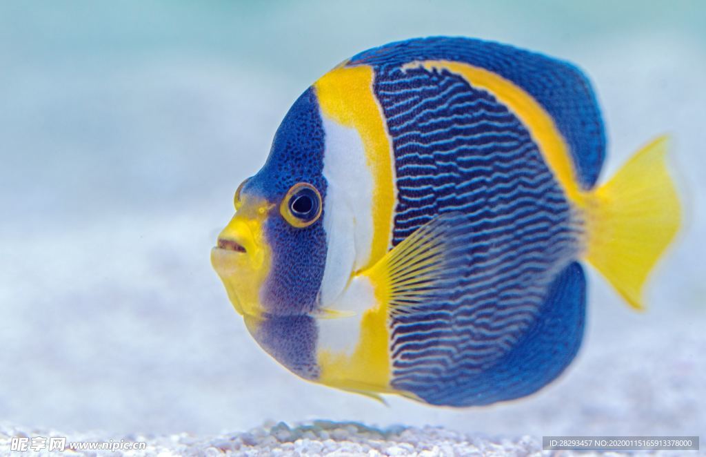 海水鱼 鲽鱼