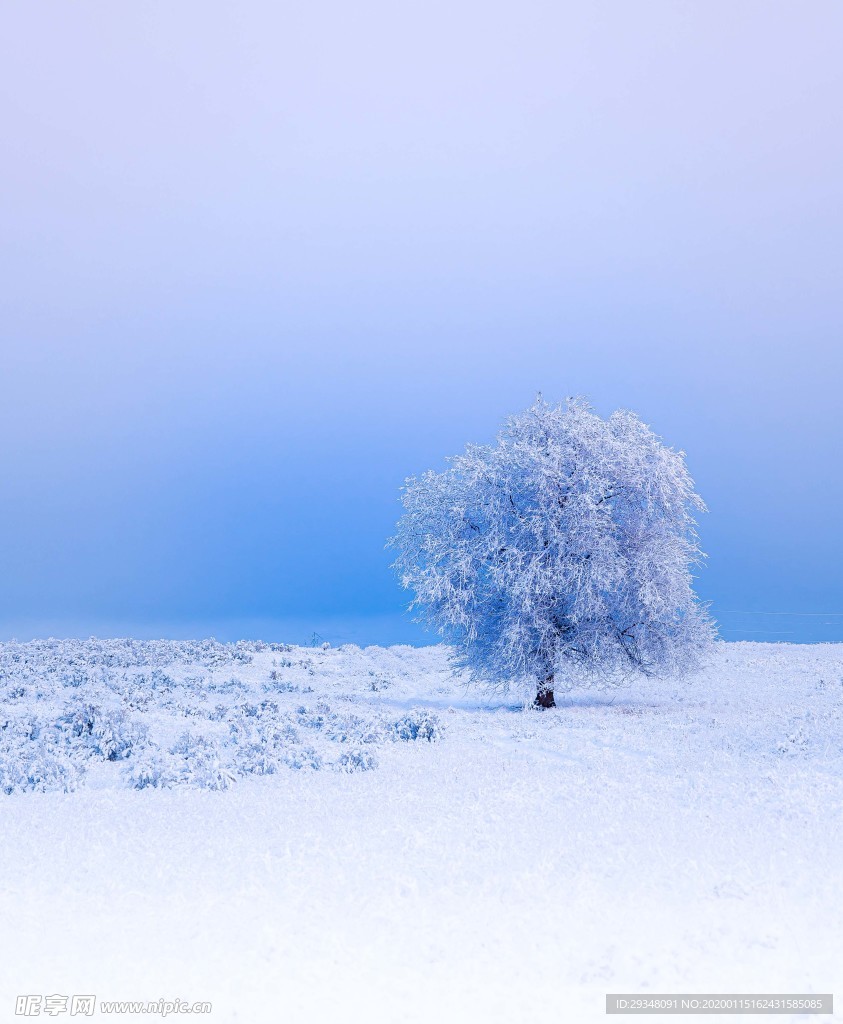 积雪的树