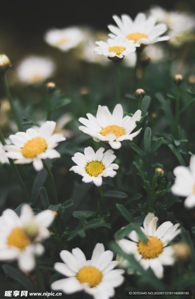 小花与绿色