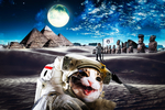 太空宇航猫