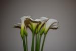 百合花