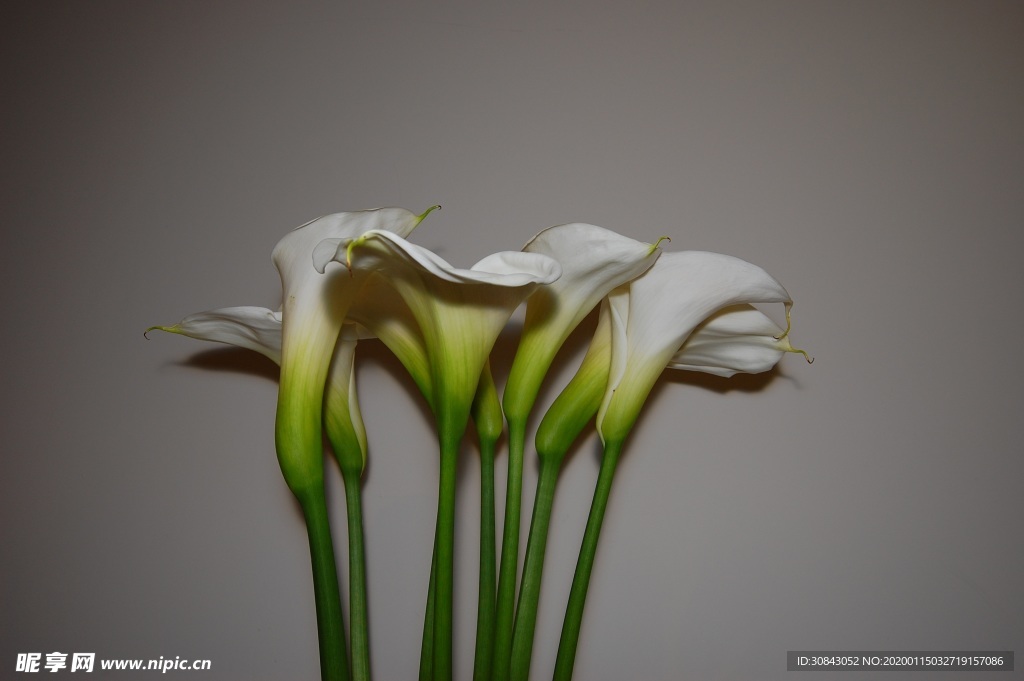 百合花