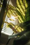 透光窗掠过植物的阳光