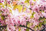 春暖花开桃花迷人