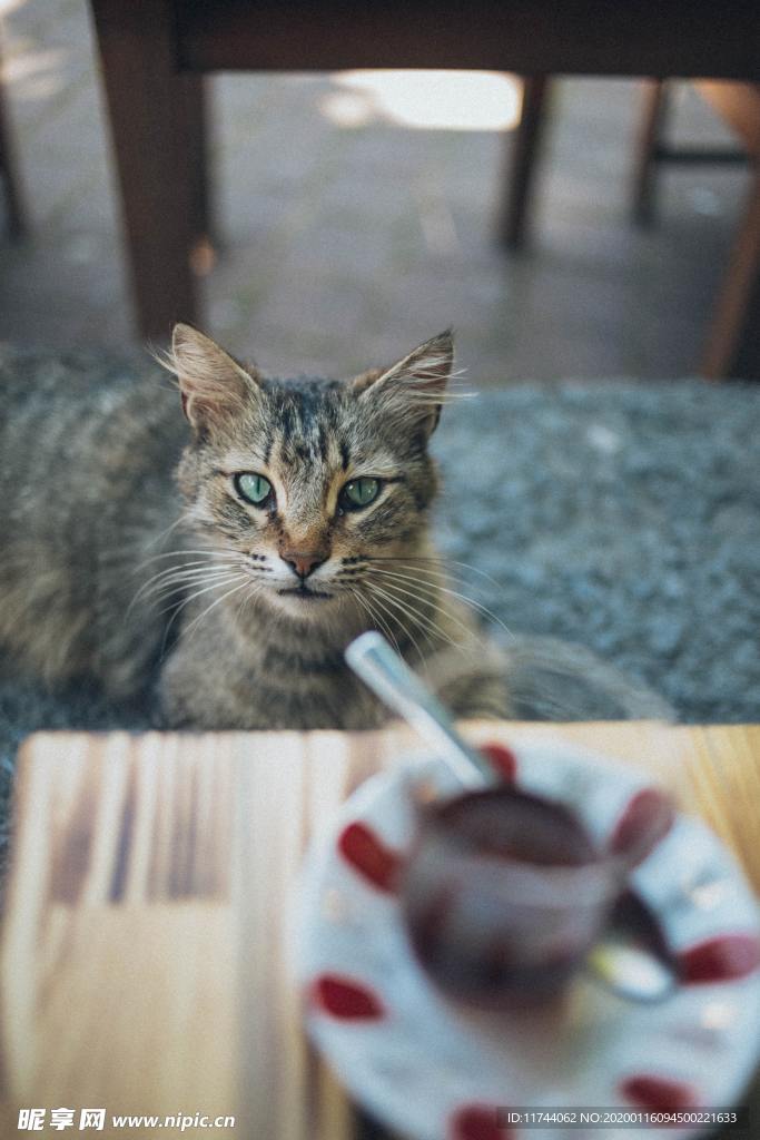 猫与咖啡