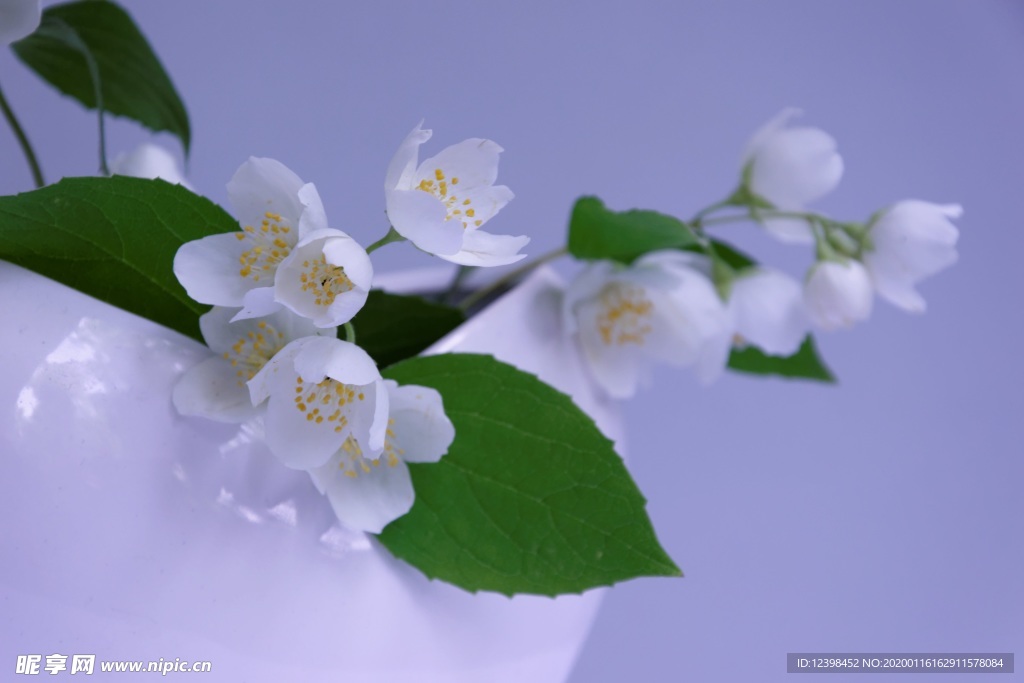 清香茉莉花美图摄影