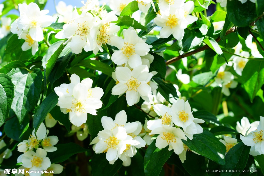 清香茉莉花美图摄影