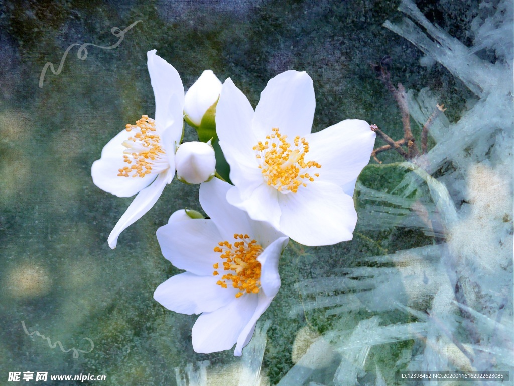 清香茉莉花美图摄影