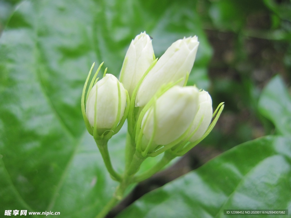 清香茉莉花美图摄影