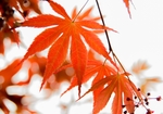 红色的枫叶美图