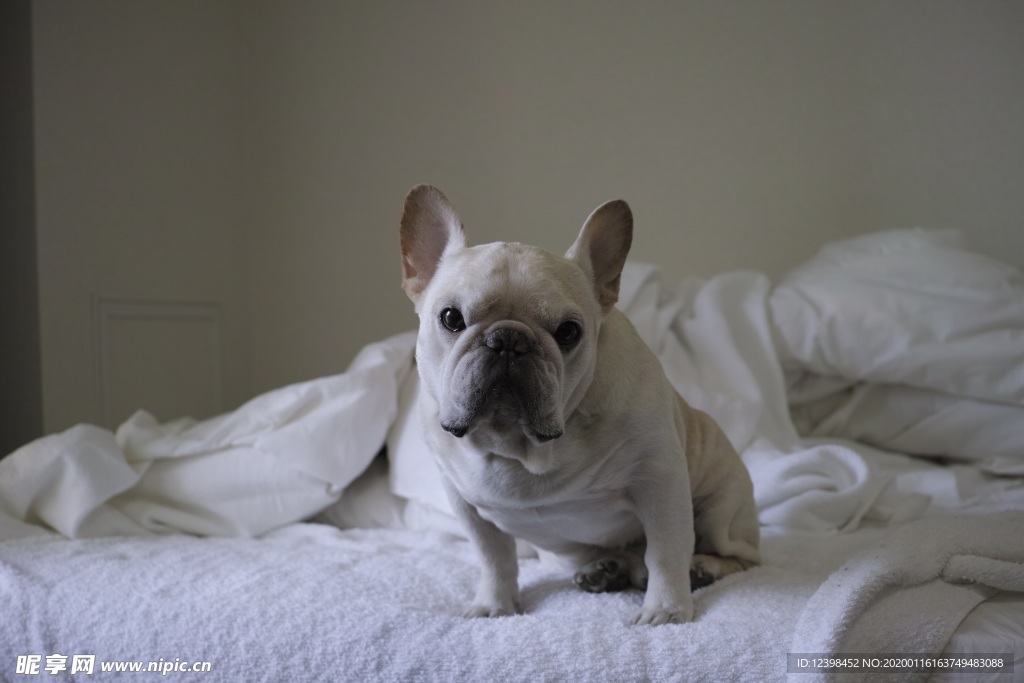 斗牛犬摄影美图