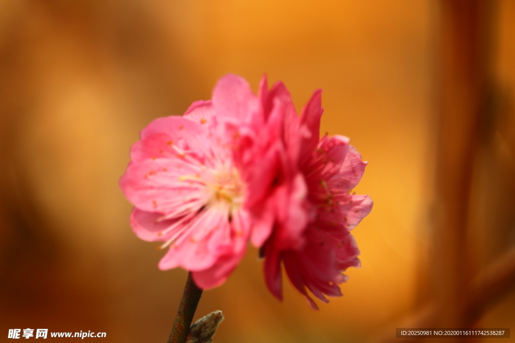 桃花