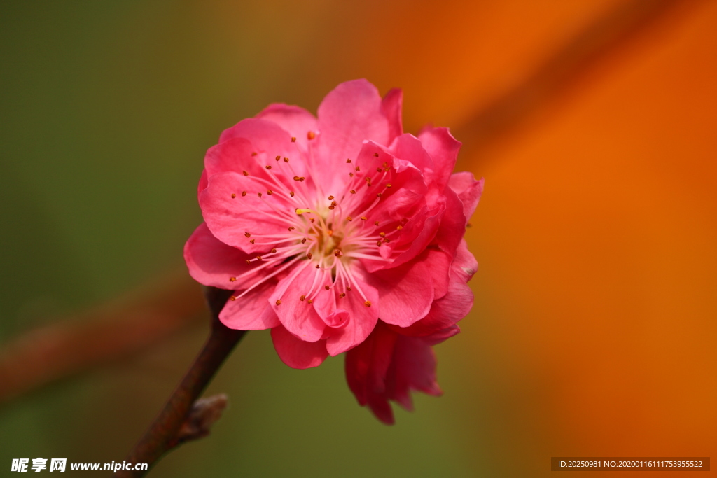 桃花