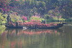 仙湖植物园