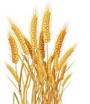 稻米  水稻  禾苗 小麦 麦