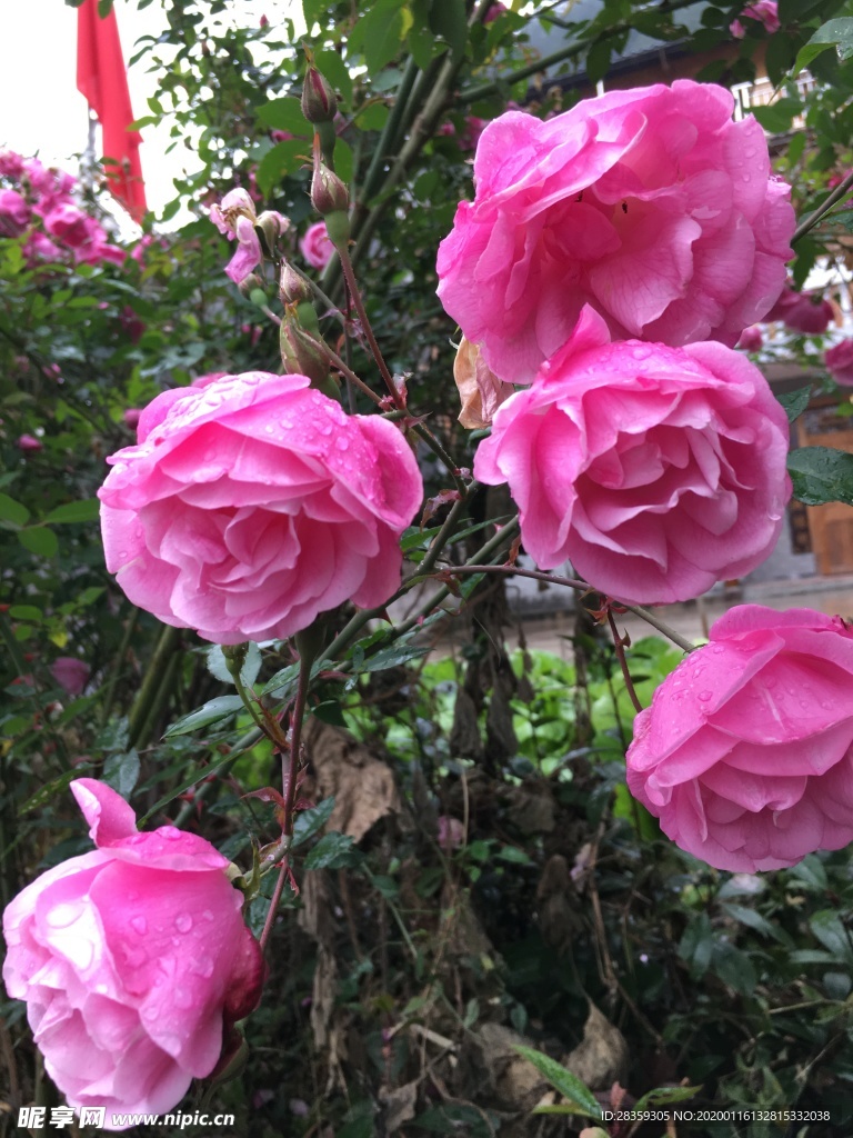 月季花 鲜花 玫瑰花 月季