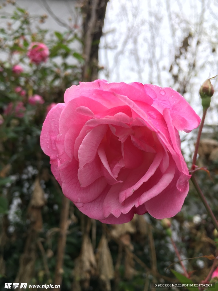 月季花 鲜花 玫瑰花 月季