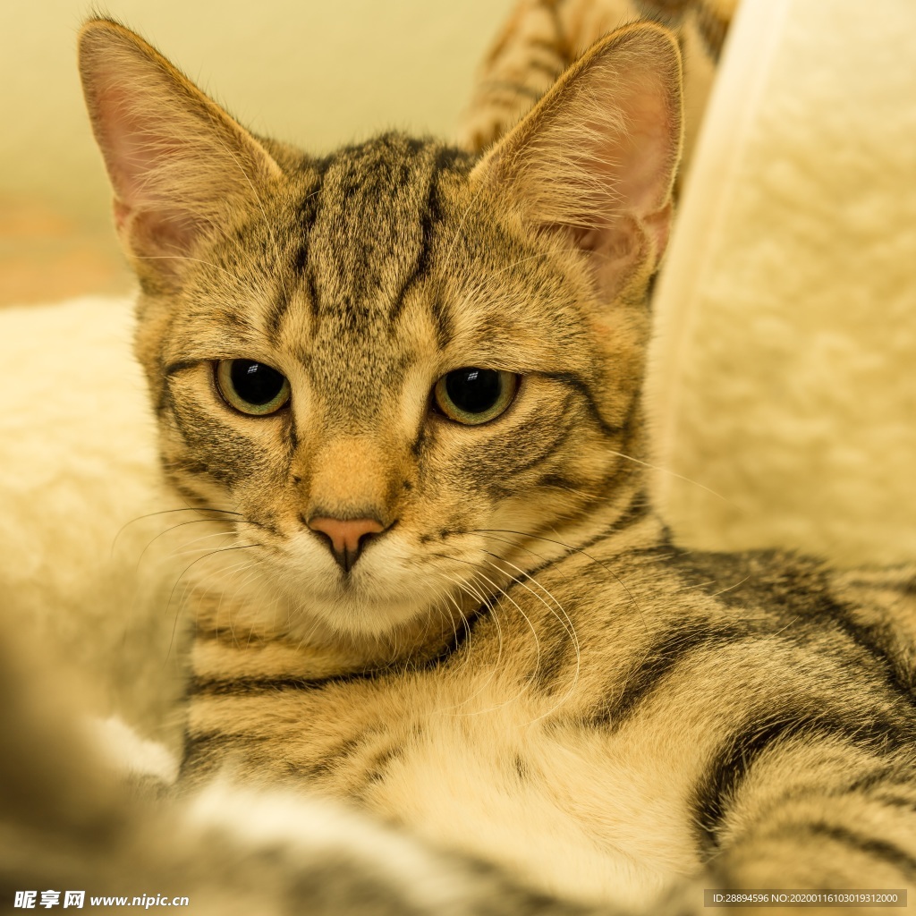小猫