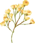 手绘鲜花