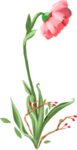 手绘鲜花
