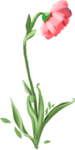 手绘鲜花