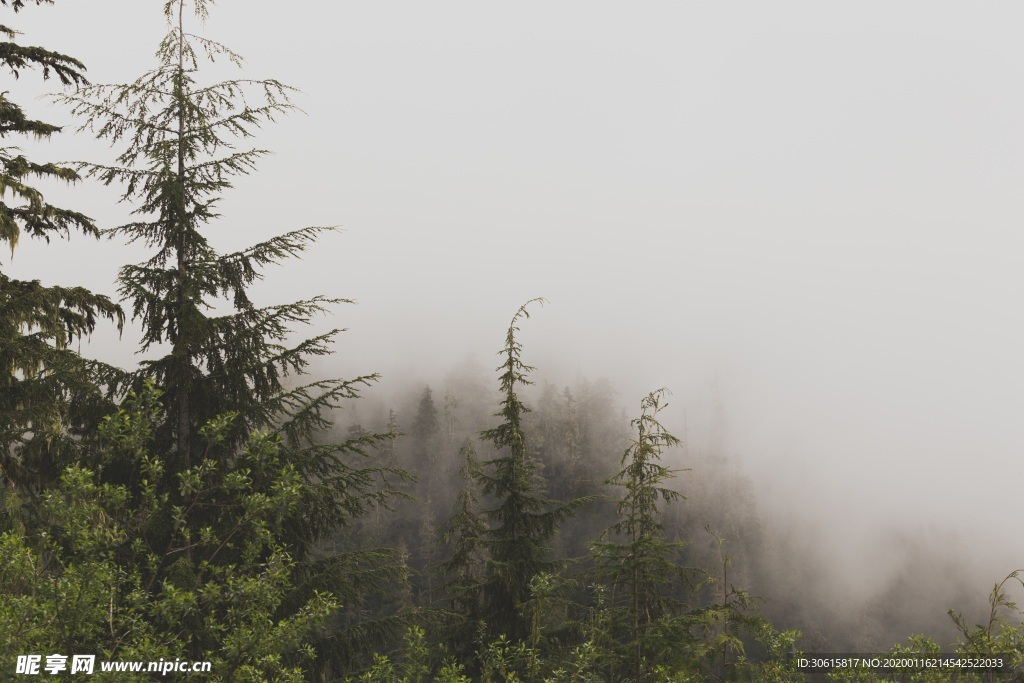 森林雾